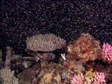 Coral spawning