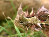 Horned lizard