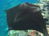 Manta ray