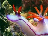 Nudibranch