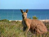 Kangaroo