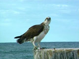 Sea Eagle