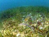 Seagrasses