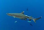 White Tipped Reef Shark